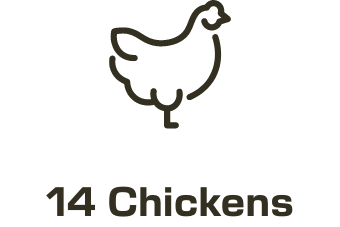 14 Chickens