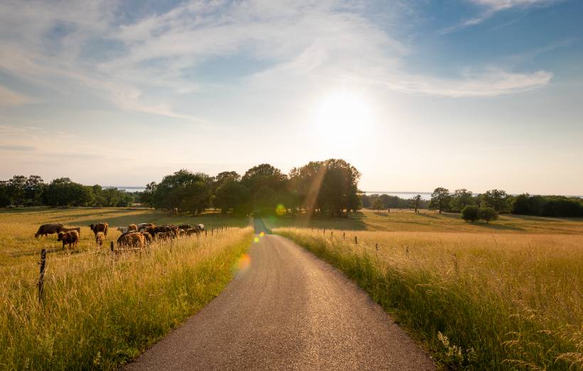 Iowa Fields